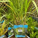 Glyceria Maxima Variegata