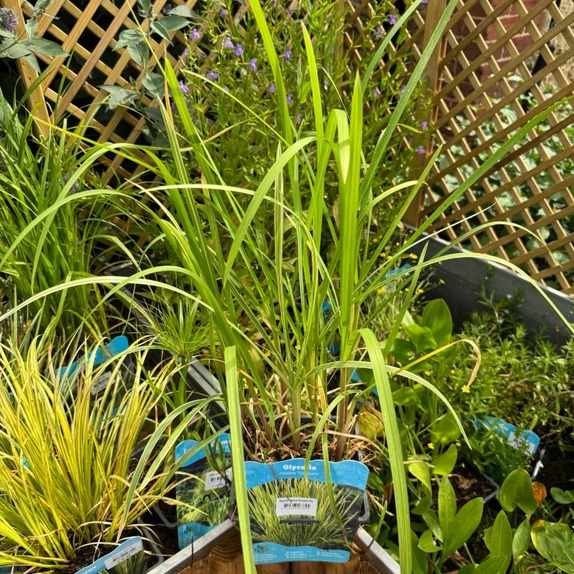 Glyceria Maxima Variegata - image 2