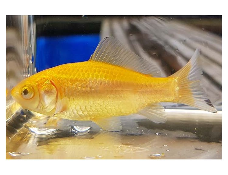 Goldfish Classic Lemon  2-3" - image 1