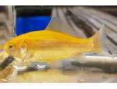 Goldfish Classic Lemon 4-5" - image 2