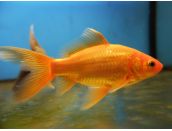 Goldfish Comet 2-3" - image 2