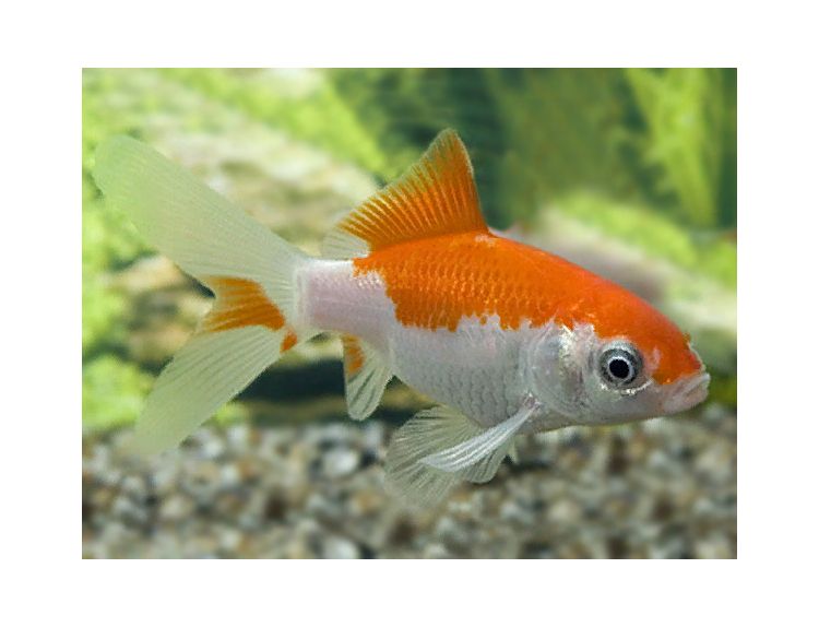 Goldfish Sarasa 2-3'' - image 1