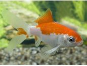 Goldfish Sarasa 2-3'' - image 2