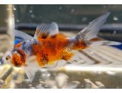 Goldfish Shubunkin 4-5"
