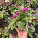 Gomphrena globosa