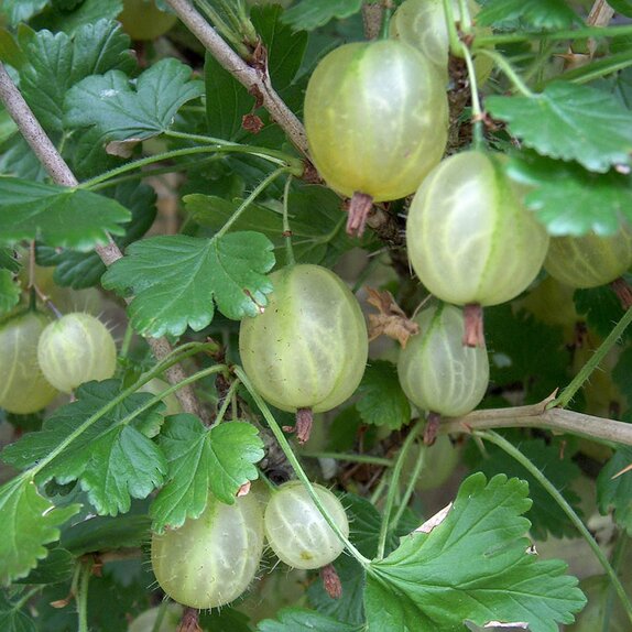 Gooseberry Invicta