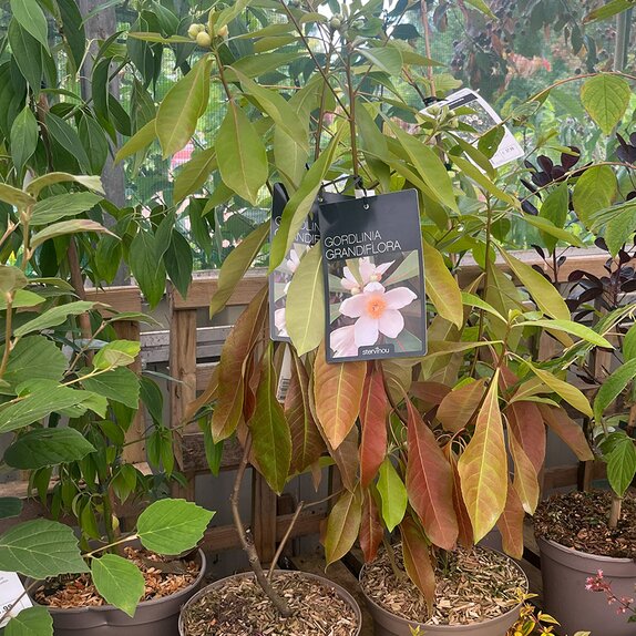 Gordlinia grandiflora