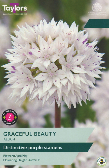 Graceful Beauty - Allium (8)