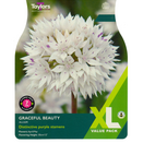 Graceful Beauty Allium