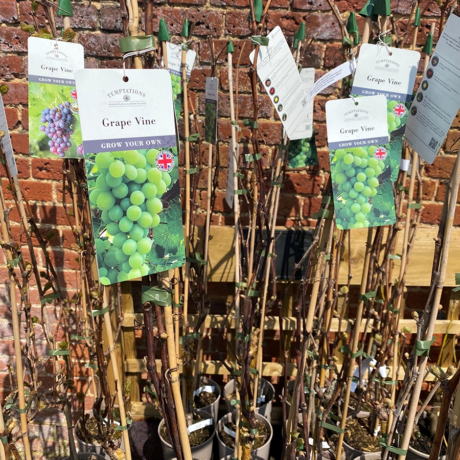 Grape Vine Phoenix Knights Garden Centres