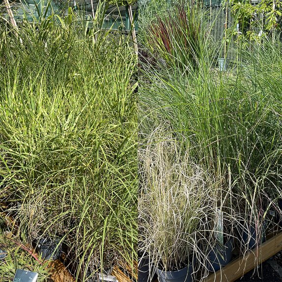 Grasses in varieties