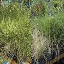 Grasses in varieties