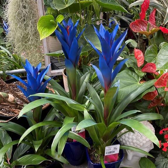 Guzmania Blue with an Ocean Blue pot cover