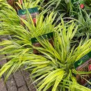 Hakonechloa m. Aureola
