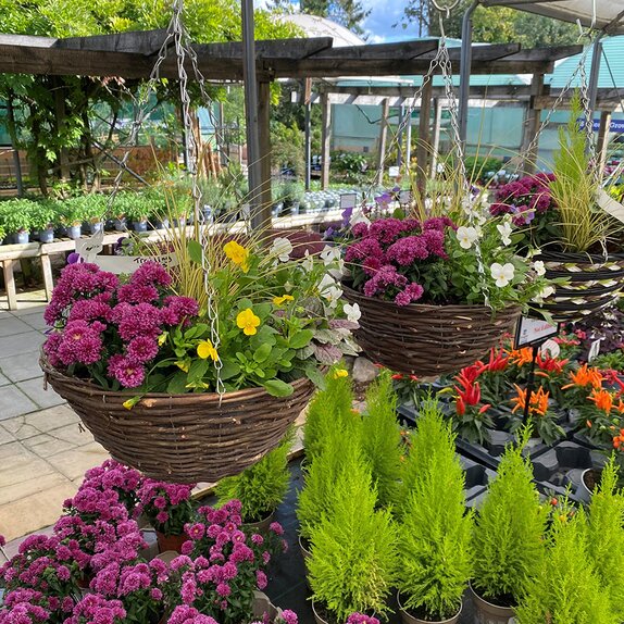Hanging Basket Autumn Mix - image 1