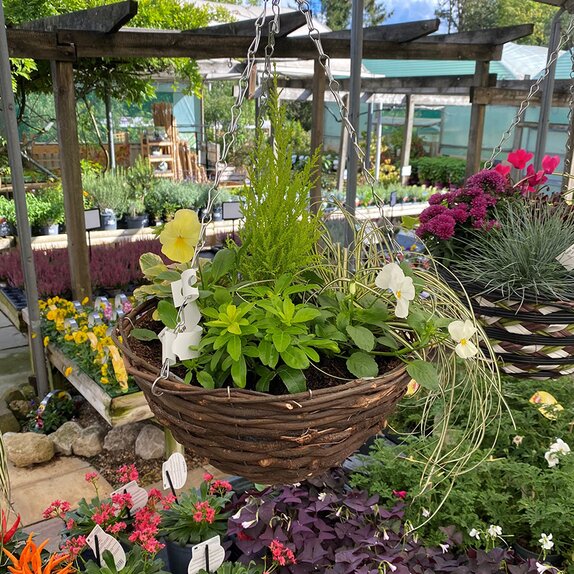 Hanging Basket Autumn Mix - image 2
