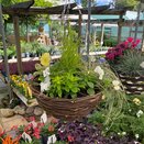 Hanging Basket Autumn Mix - image 2