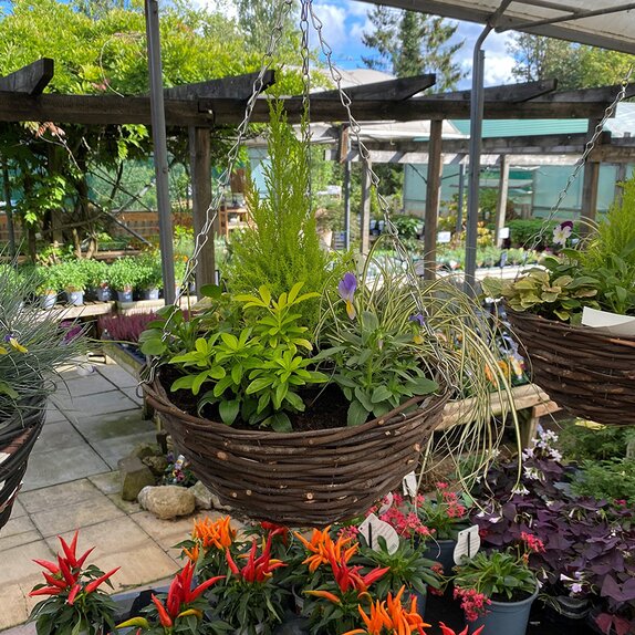 Hanging Basket Autumn Mix - image 3