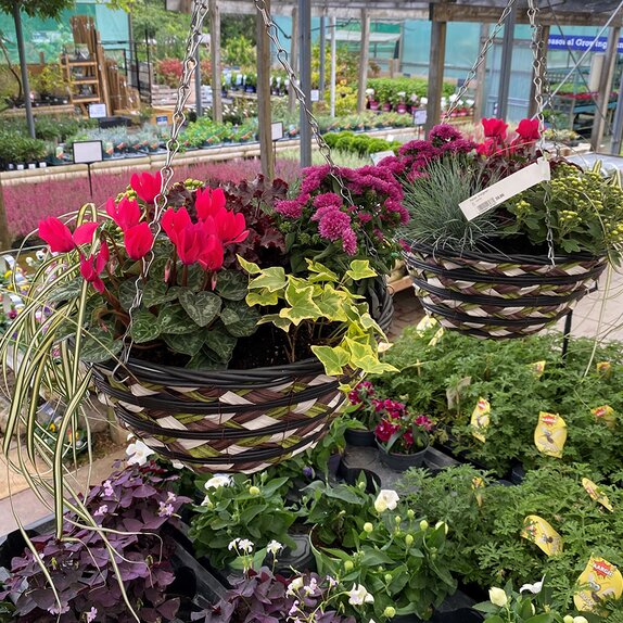 Hanging Basket Autumn Mix Cyclamen