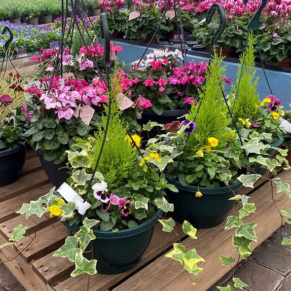 Hanging Basket Autumn Mix Pansy