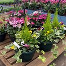 Hanging Basket Autumn Mix Pansy