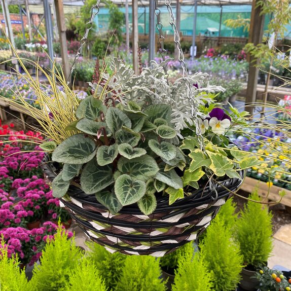 Hanging Basket Autumn Mix Viola - image 1