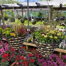 Hanging Basket Autumn Mix Viola - image 1