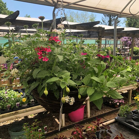 Hanging Basket Berry Swirl