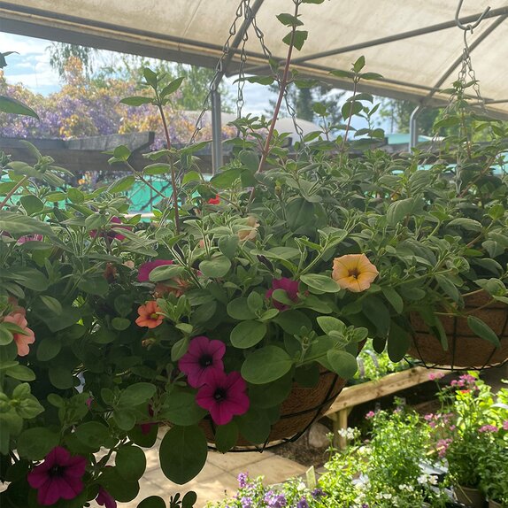 Hanging Basket Coir Wire  - image 1