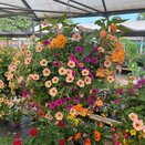 Hanging Basket Coir Wire - image 1