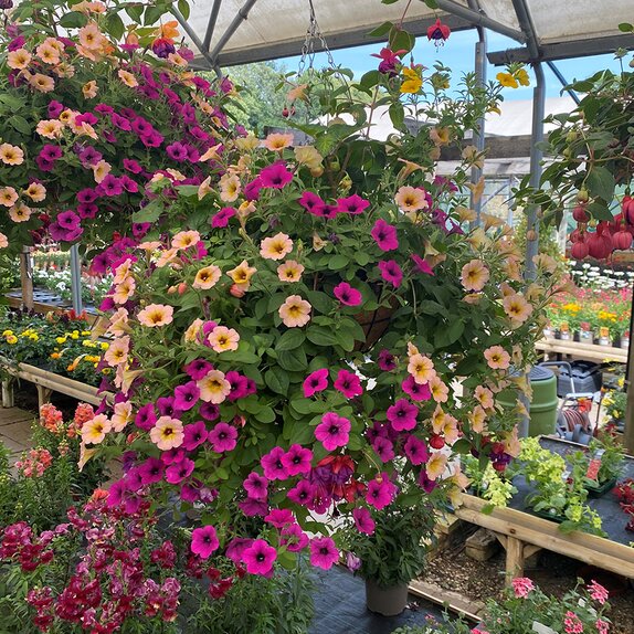 Hanging Basket Coir Wire - image 2