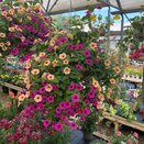 Hanging Basket Coir Wire - image 2