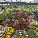Hanging Basket Coir Wire