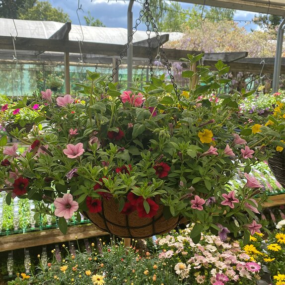 Hanging Basket Coir Wire - image 2