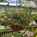 Hanging Basket Coir Wire - image 2