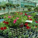 Hanging Basket Cone or round premium - image 2