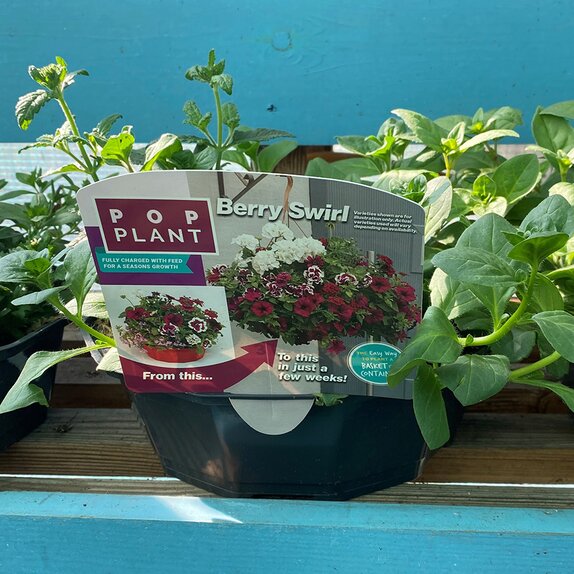 Hanging Basket/Container Pop Planter Berry Swirl