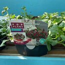 Hanging Basket/Container Pop Planter Berry Swirl