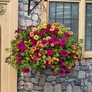 Hanging Basket/Container Pop Planter Bollywood - image 2