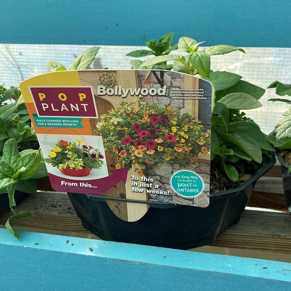 Hanging Basket/Container Pop Planter Bollywood - image 1
