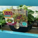 Hanging Basket/Container Pop Planter Bollywood