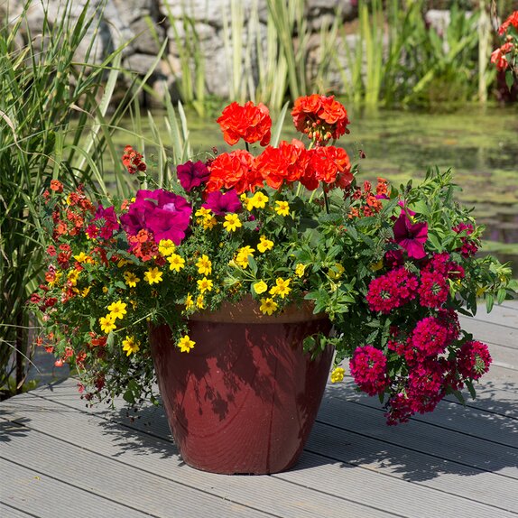 Hanging Basket/Container Pop Planter Bollywood - image 2