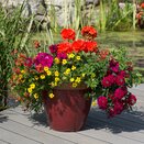 Hanging Basket/Container Pop Planter Bollywood - image 2
