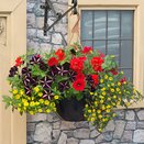 Hanging Basket/Container Pop Planter Brilliant Bling - image 1