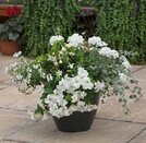 Hanging Basket/Container Pop Planter Effortless Chic - image 2