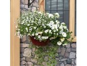 Hanging Basket/Container Pop Planter Effortless Chic - image 1