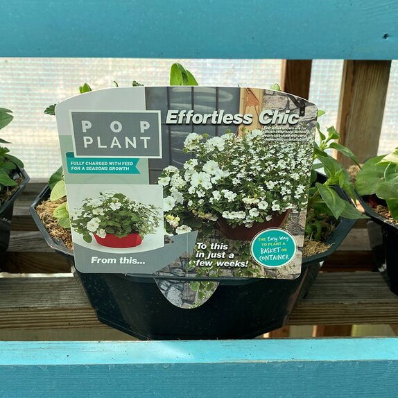 Hanging Basket/Container Pop Planter Effortless Chic - image 1