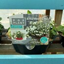 Hanging Basket/Container Pop Planter Effortless Chic