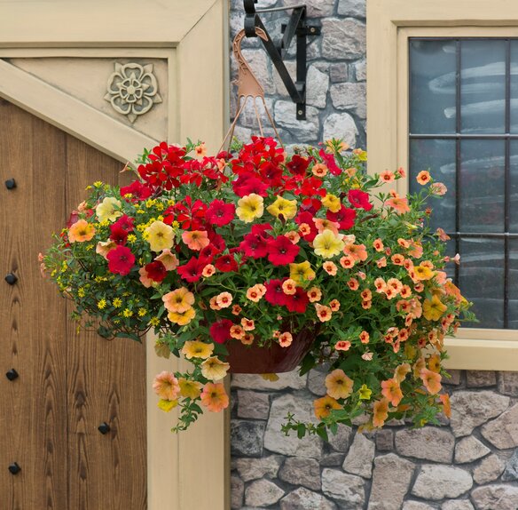 Hanging Basket/Container Pop Planter Heat Wave - image 2