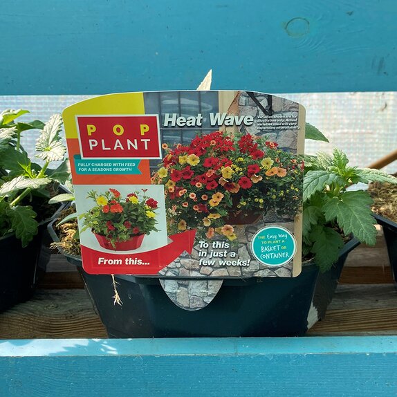 Hanging Basket/Container Pop Planter Heat Wave - image 1